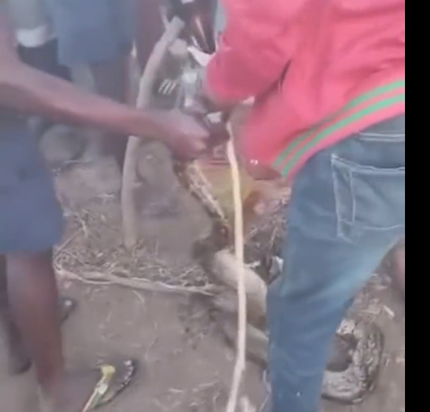 Men force a snake to drink beer